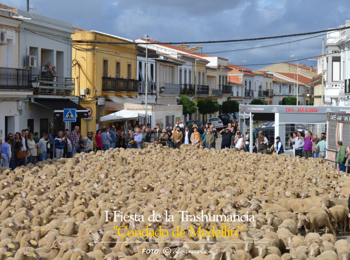 Paso del rebaño de ovejas merinas por el centro de la villa de Medellín (Extremadura-España).