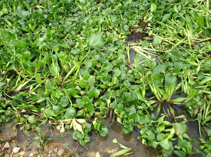 Detalle de una orilla del rio Guadiana cubierta por el jacinto de agua.